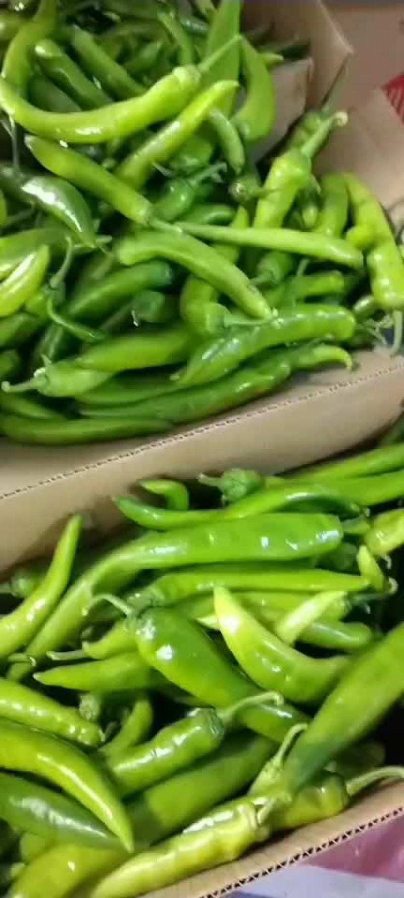 青尖椒大量上市，味道偏辣，需要的老板欢迎订货