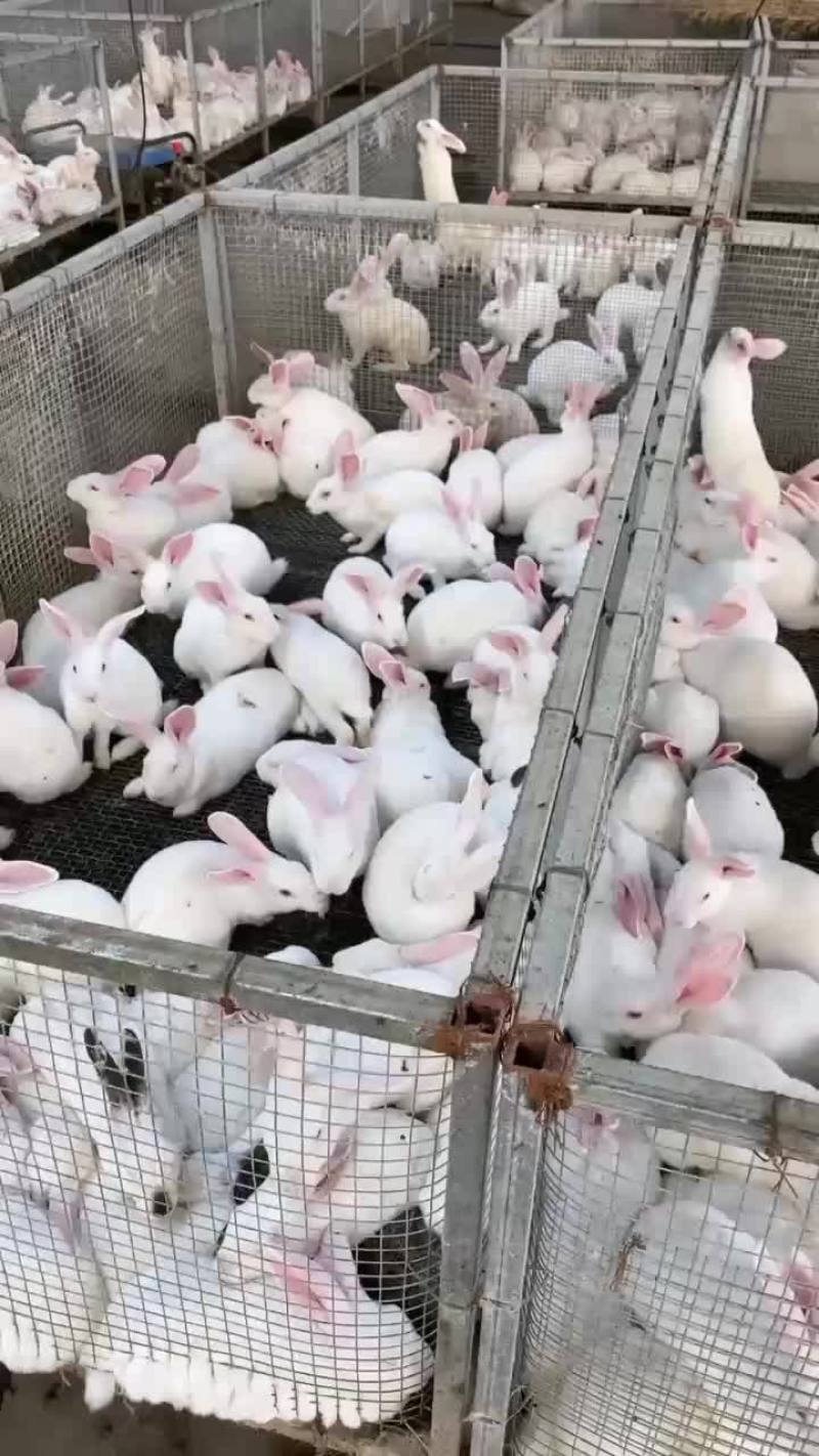 改良杂交种兔