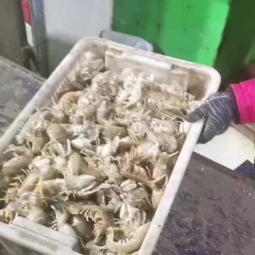 皮皮虾上货
