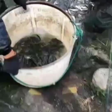 今日草鱼苗**报价草混孑苗