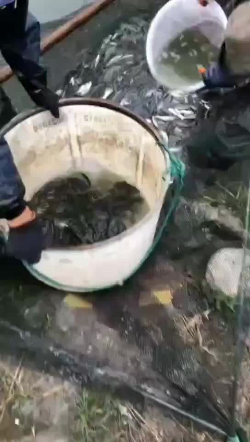 今日草鱼苗**报价草混孑苗