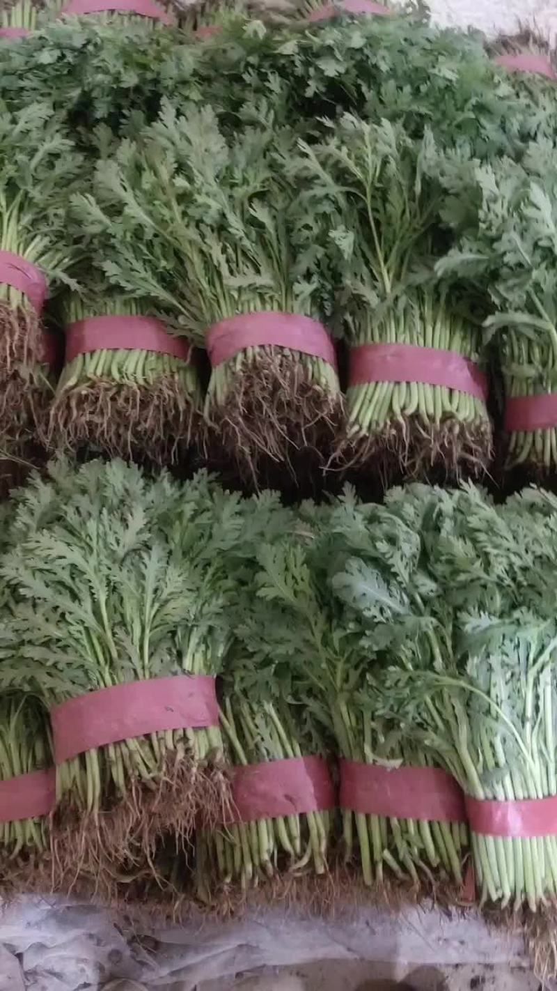 茼蒿