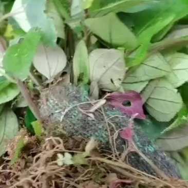 风柜斗草