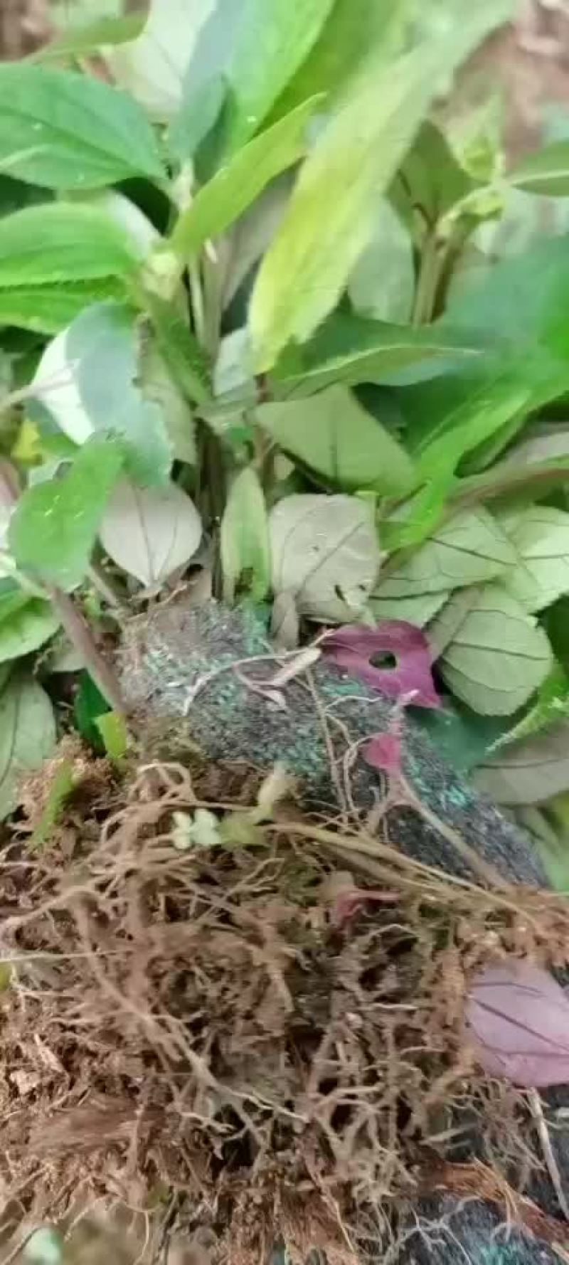 风柜斗草