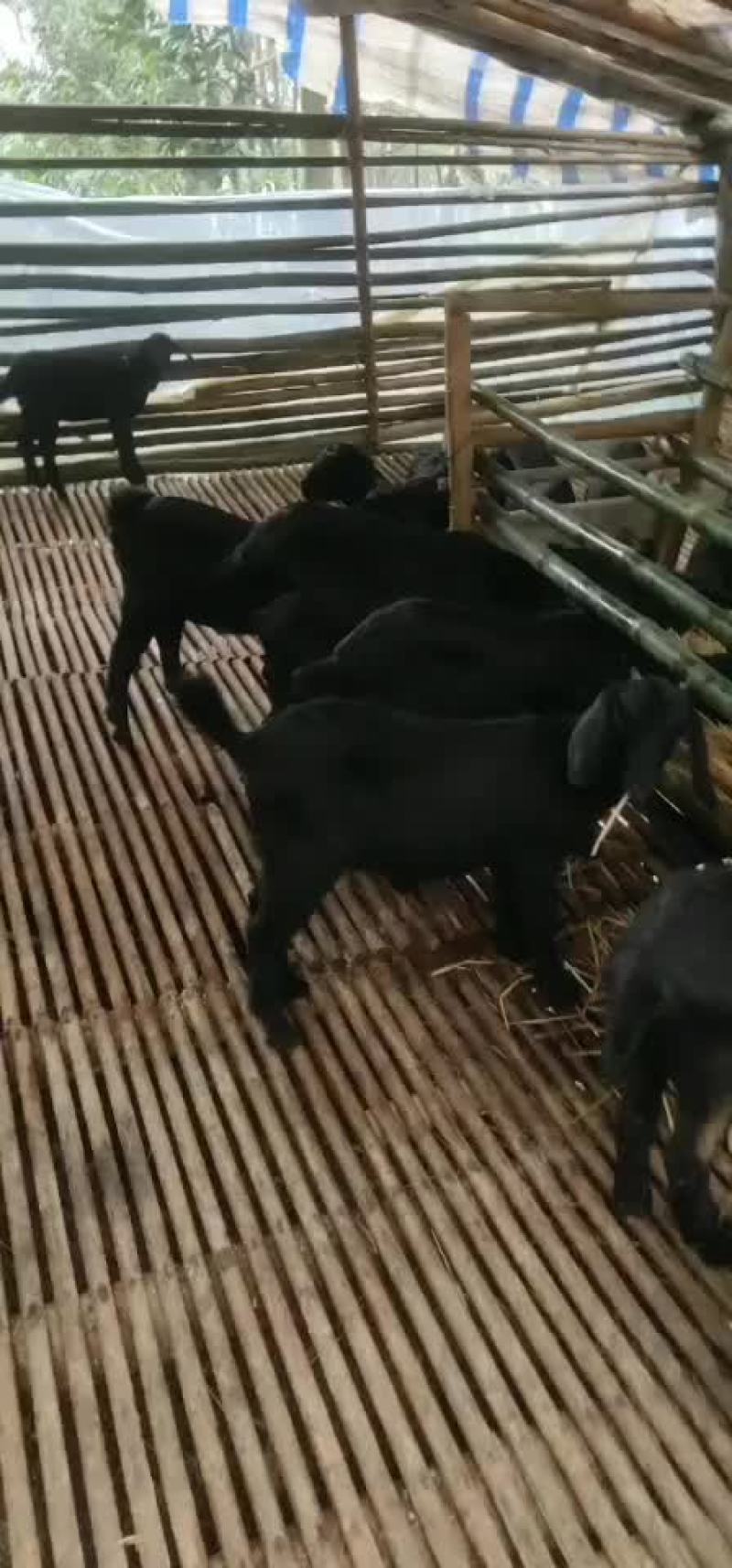 努比亚黑山羊，羊苗