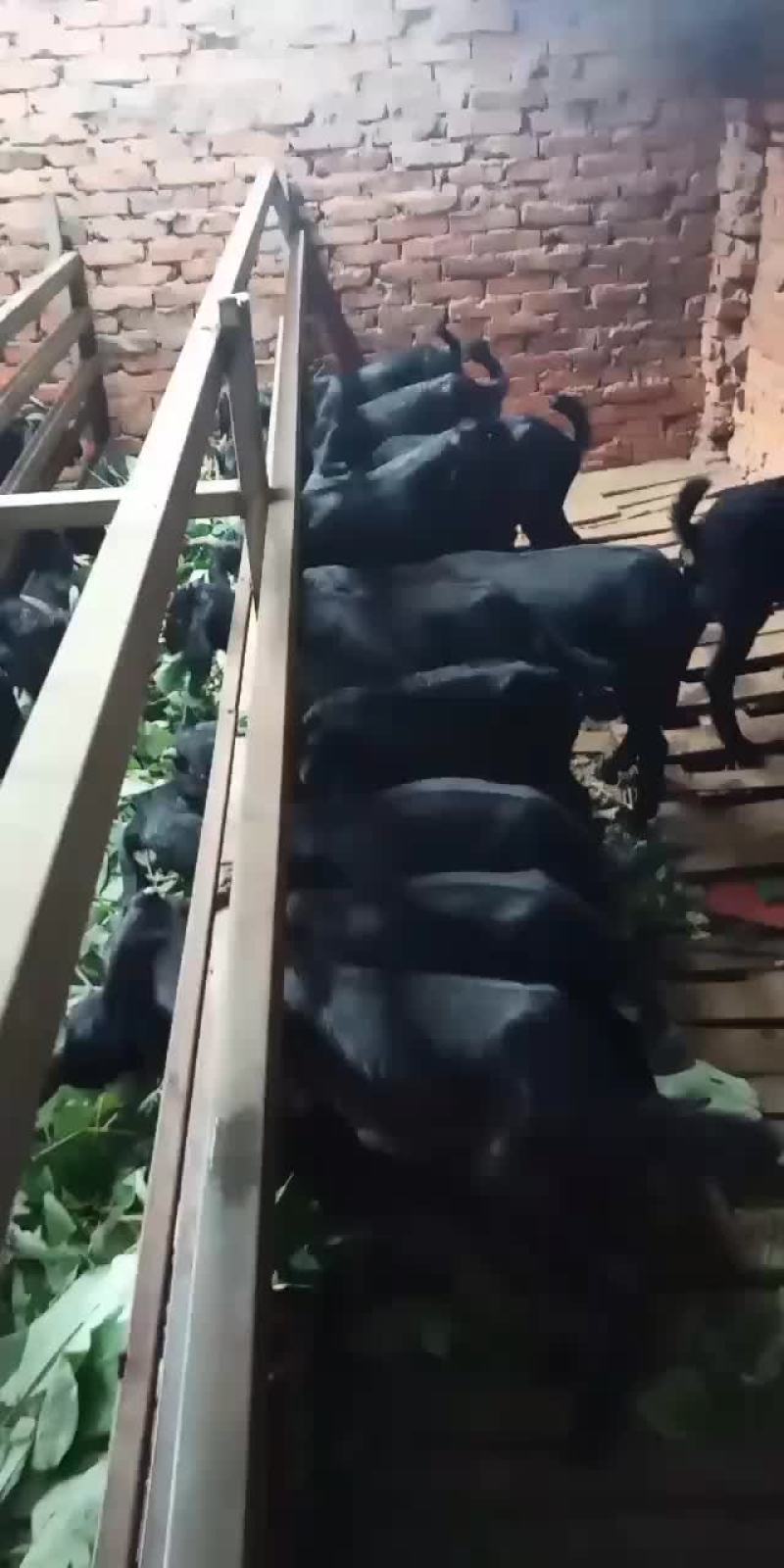 努比亚黑山羊，羊苗