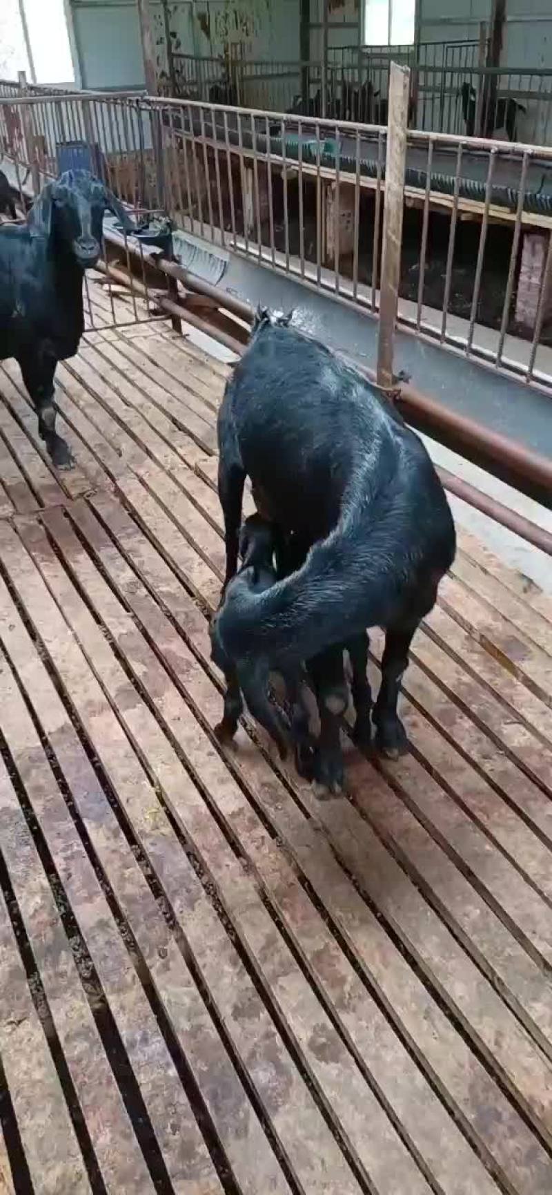 努比亚黑山羊，羊苗