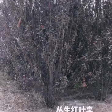 丛生红叶李