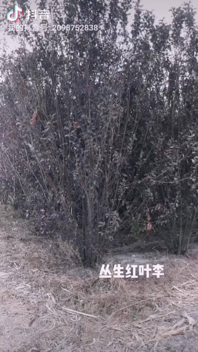丛生红叶李