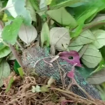 风柜斗草
