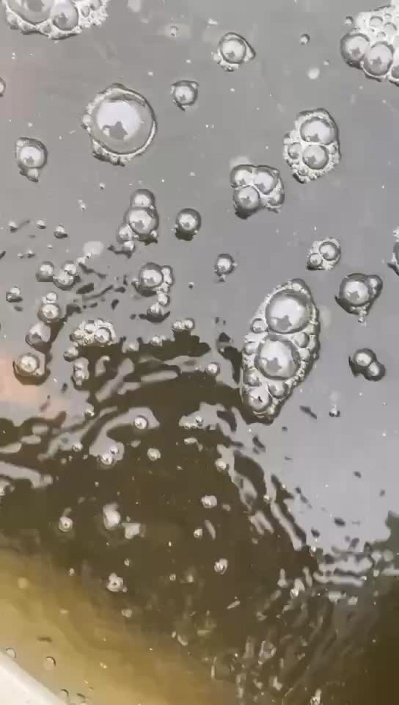 黄尾鲴鱼苗