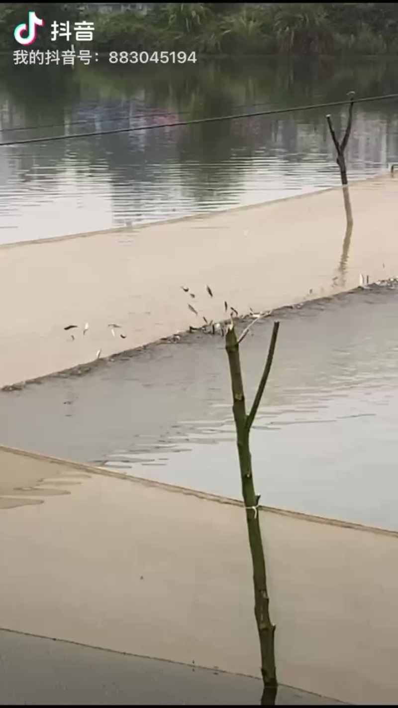 黄尾鲴鱼苗
