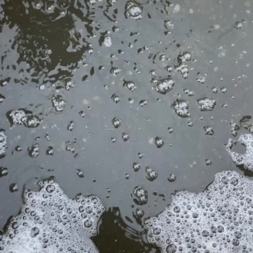 黄尾鲴鱼苗