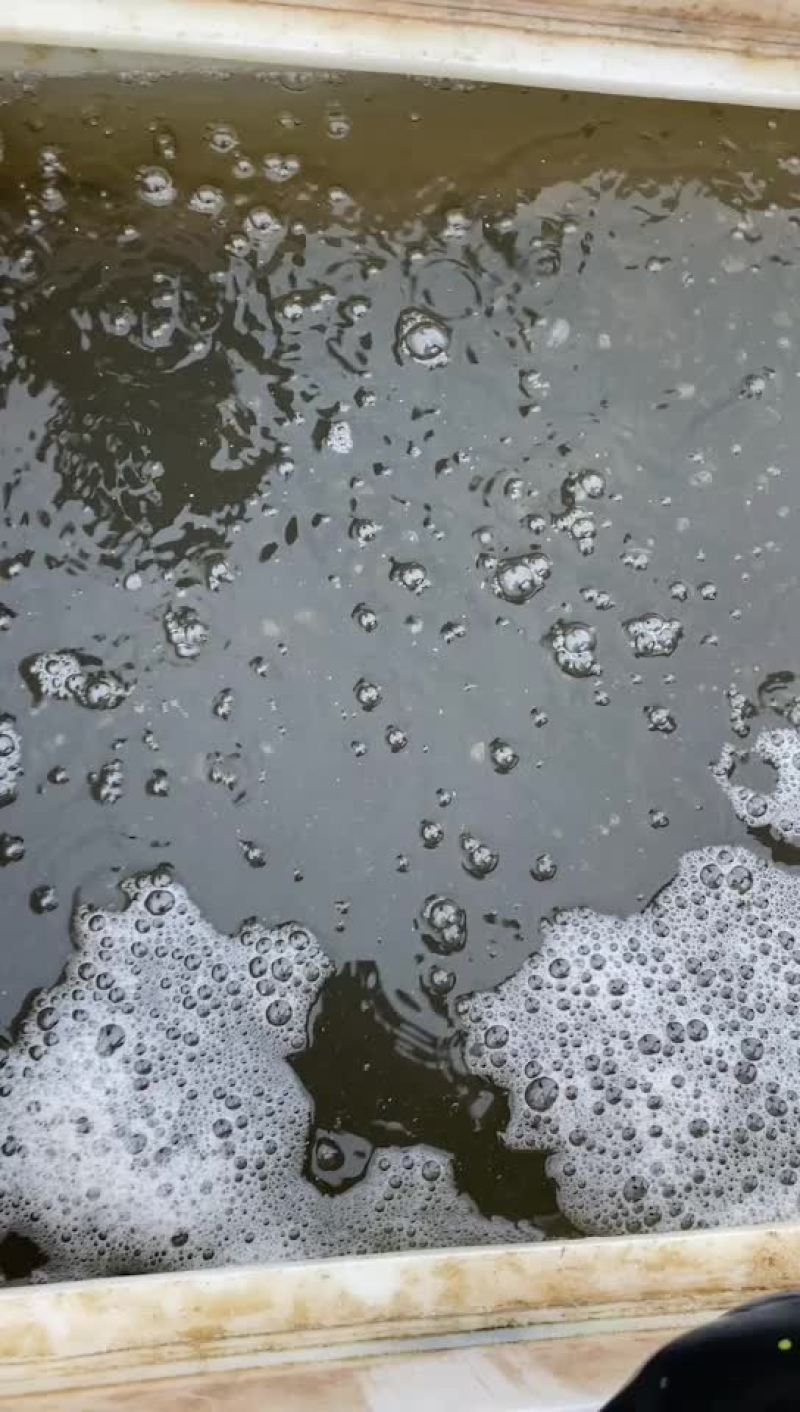 黄尾鲴鱼苗