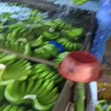 西双版纳香蕉开始上市了