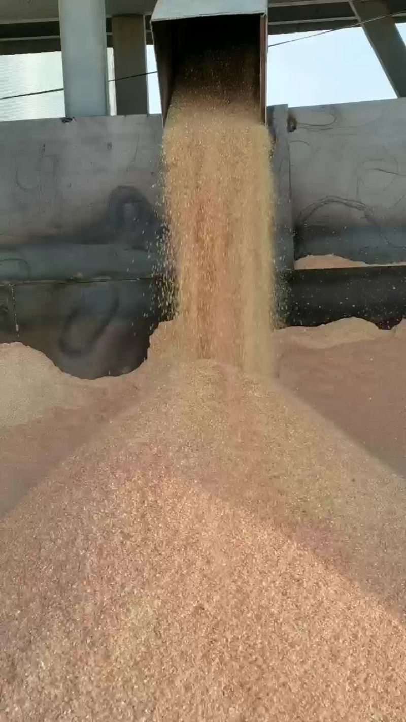 玉米漏