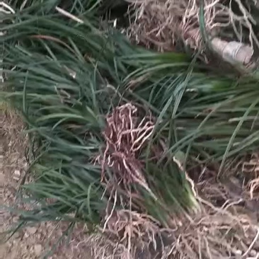 蕙兰