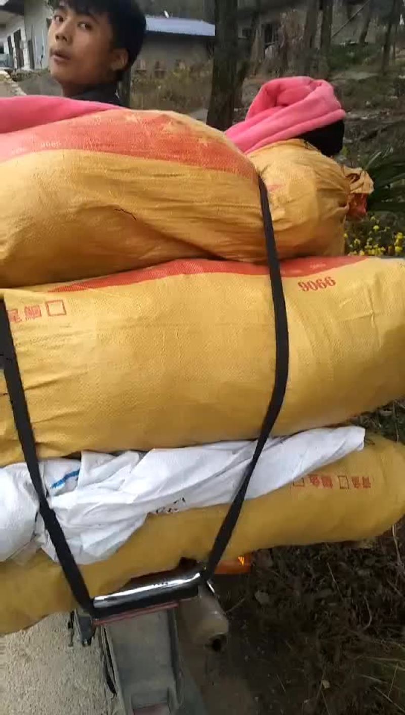 蕙兰