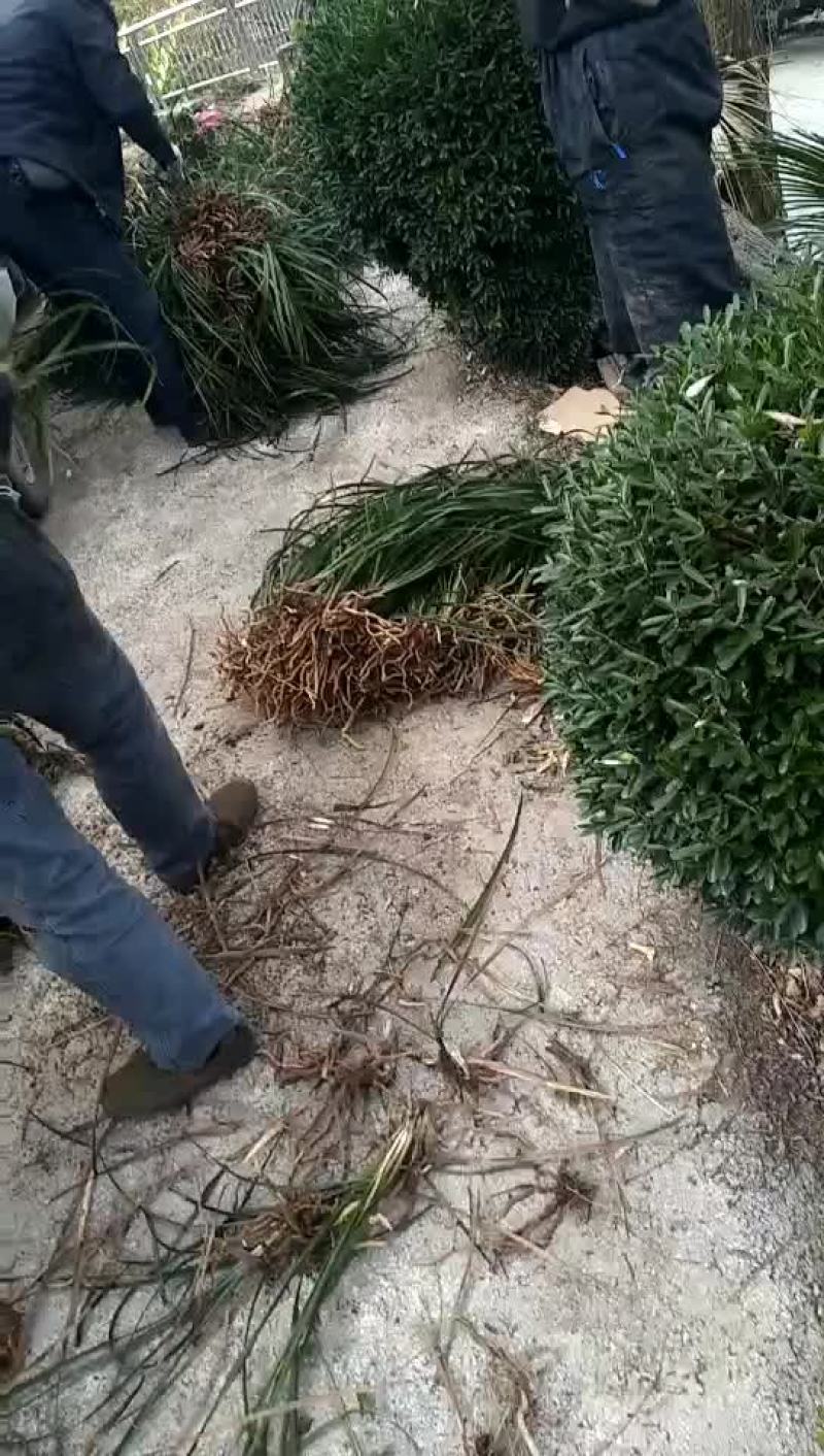 蕙兰