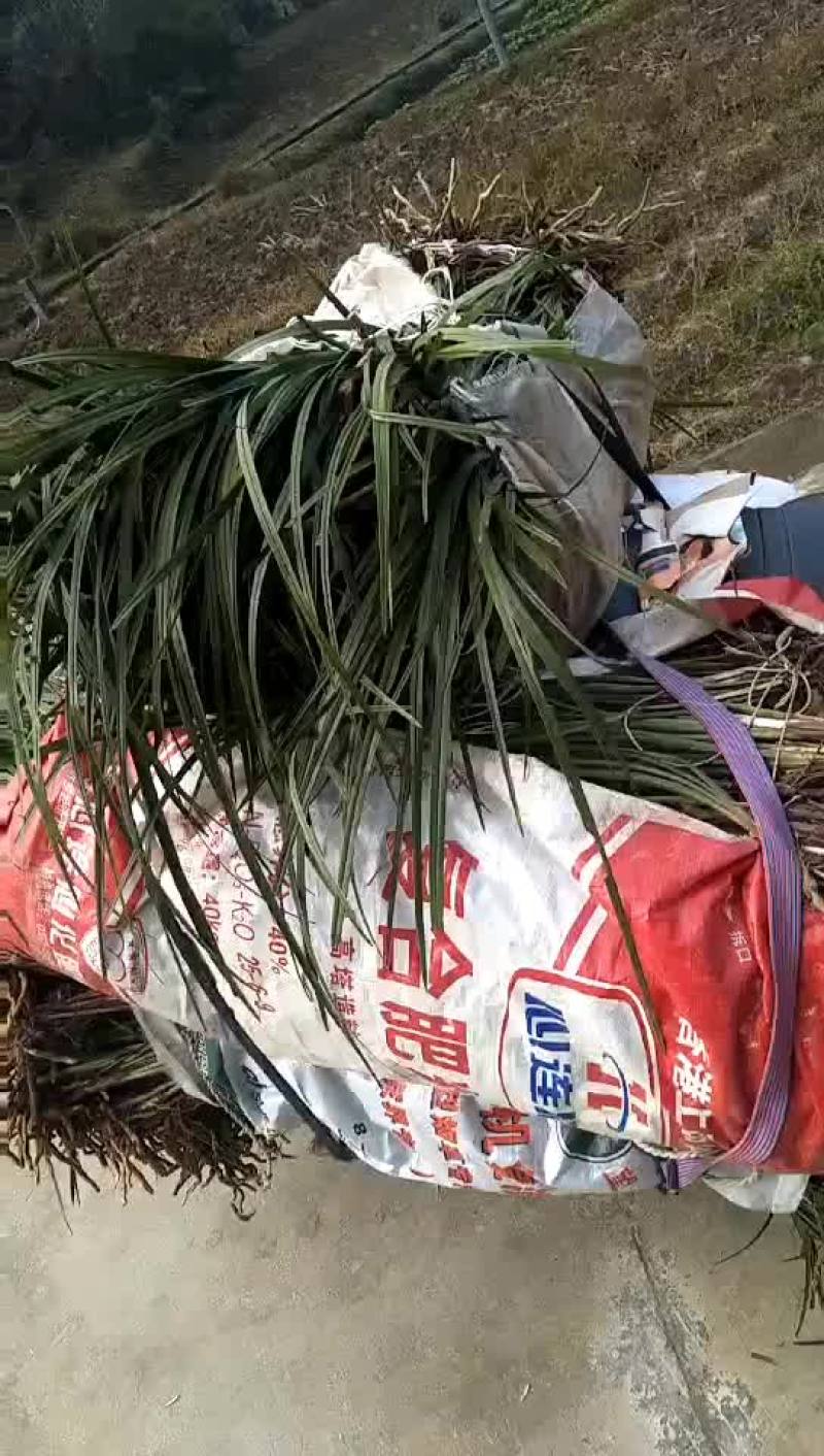 蕙兰