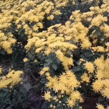 金丝皇菊