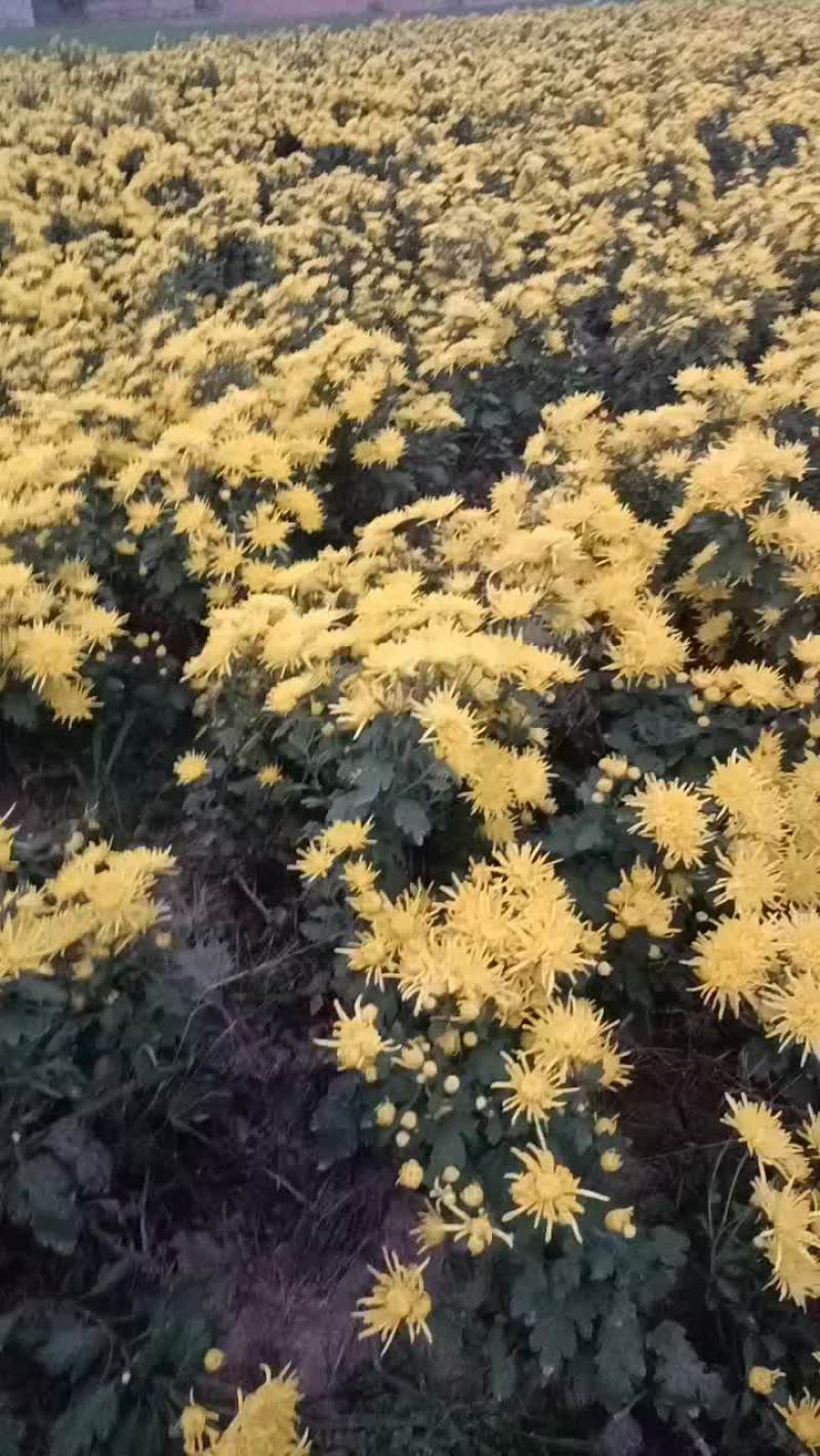 金丝皇菊