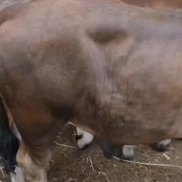 改良肉牛犊