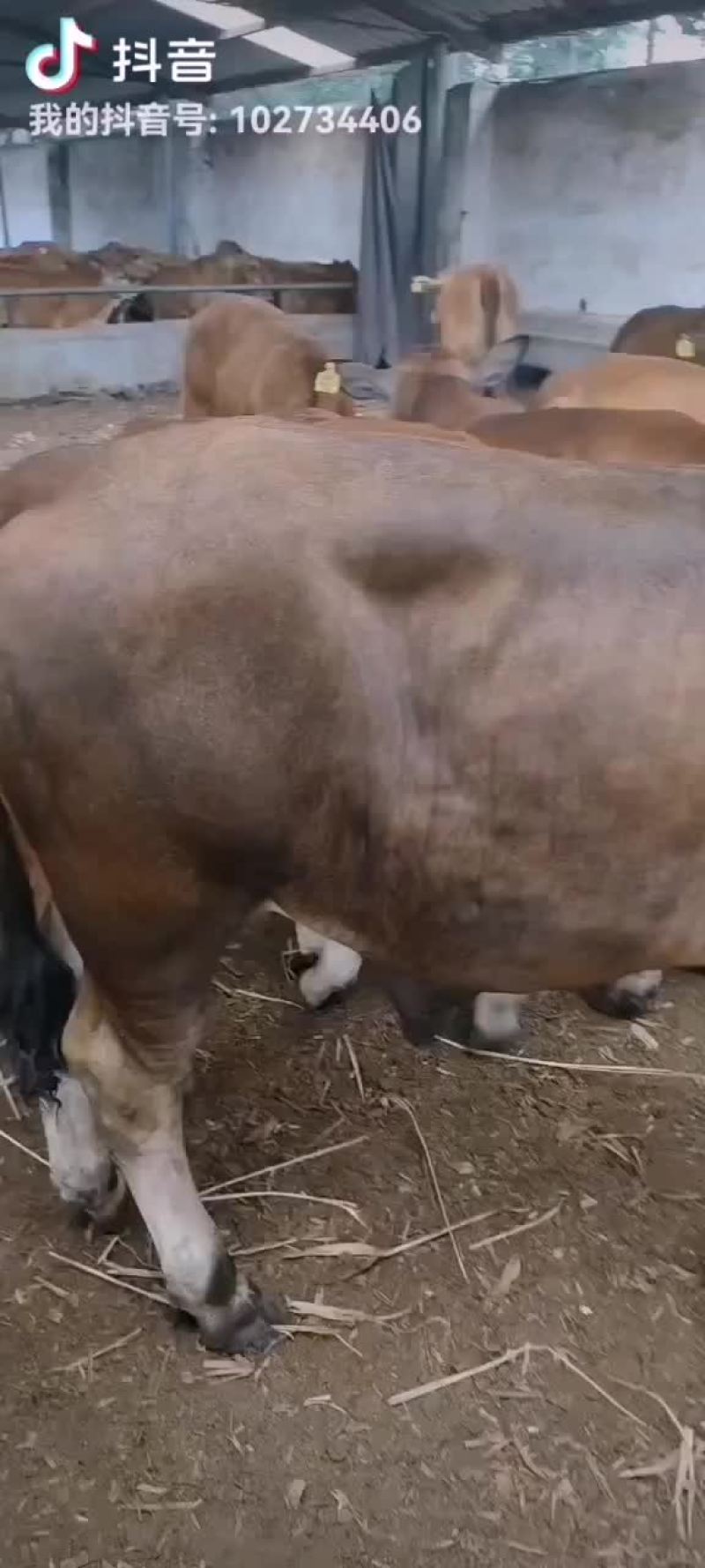 改良肉牛犊