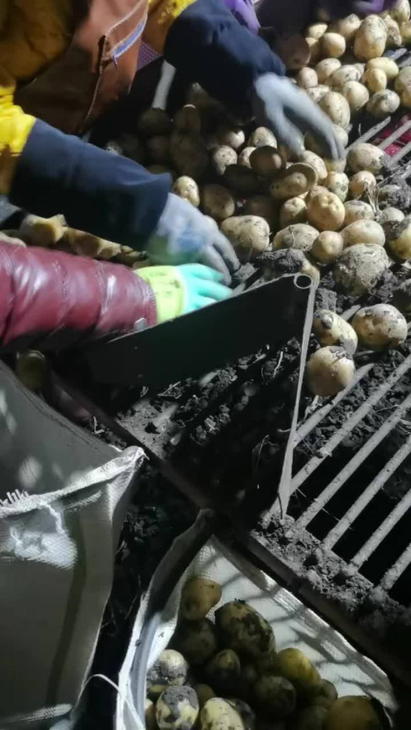 四川中薯五号土豆种