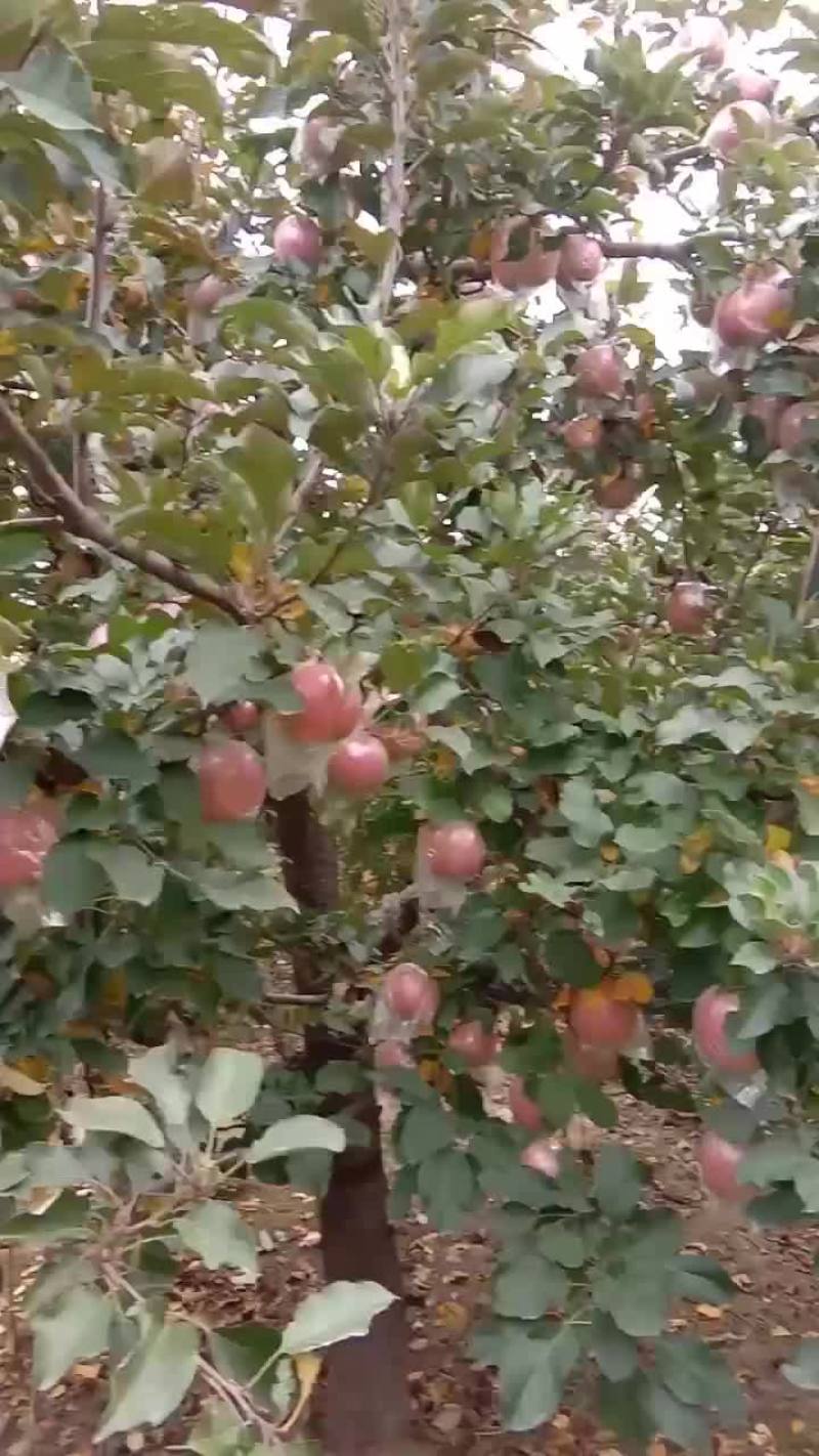 苹果