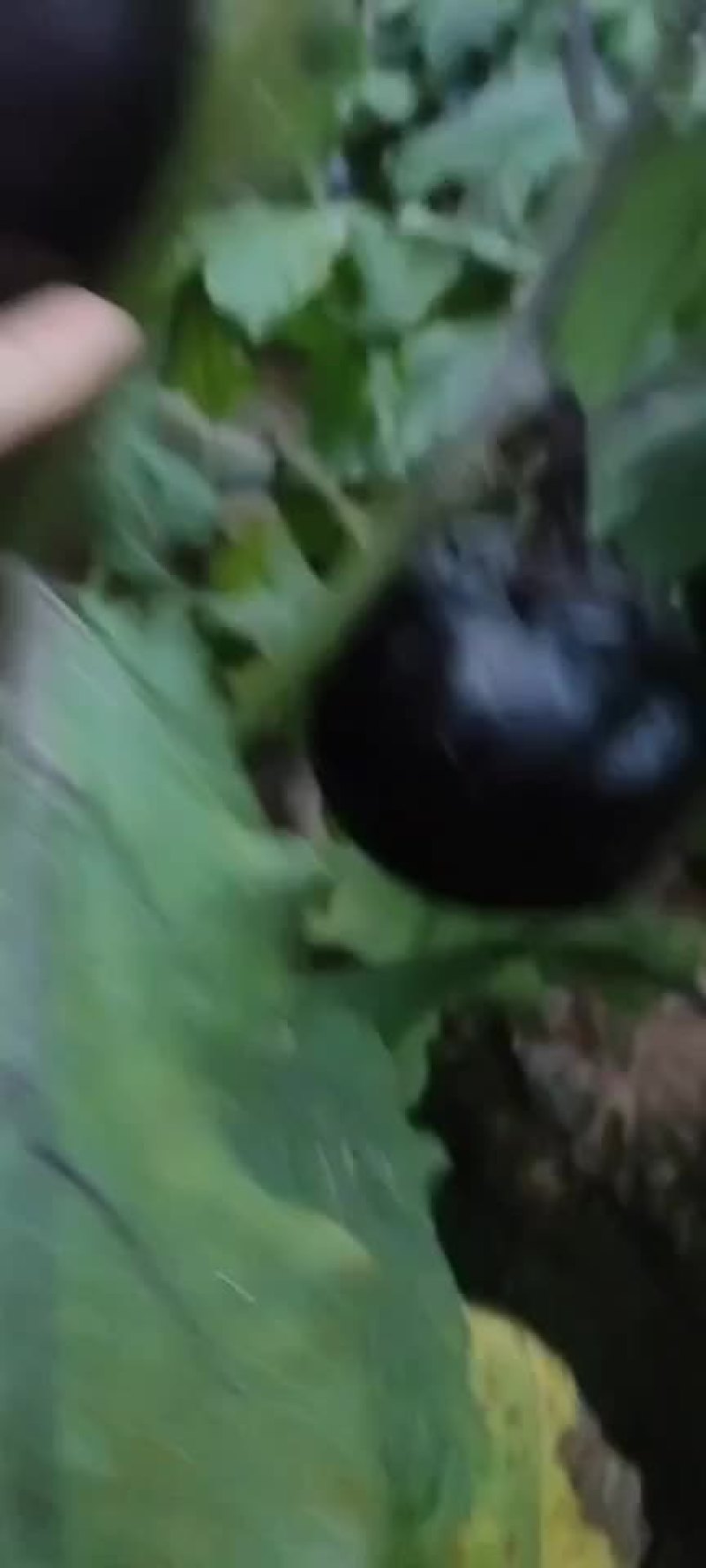 茄子