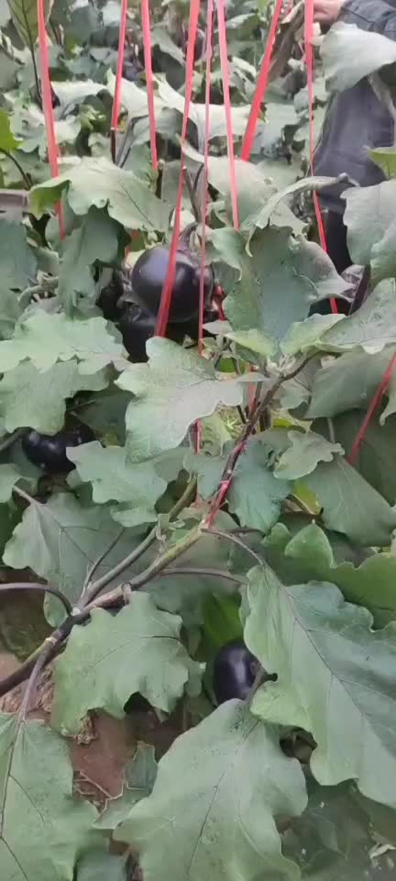 茄子