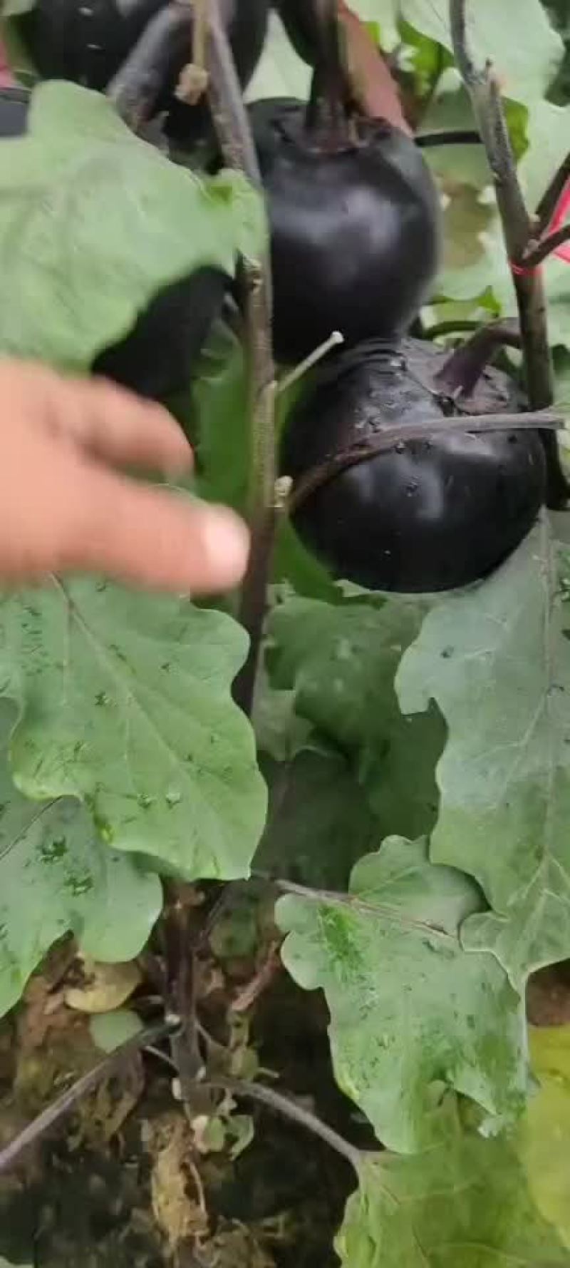 茄子