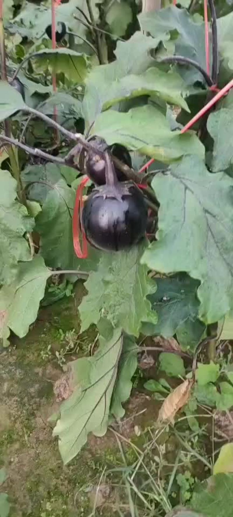茄子