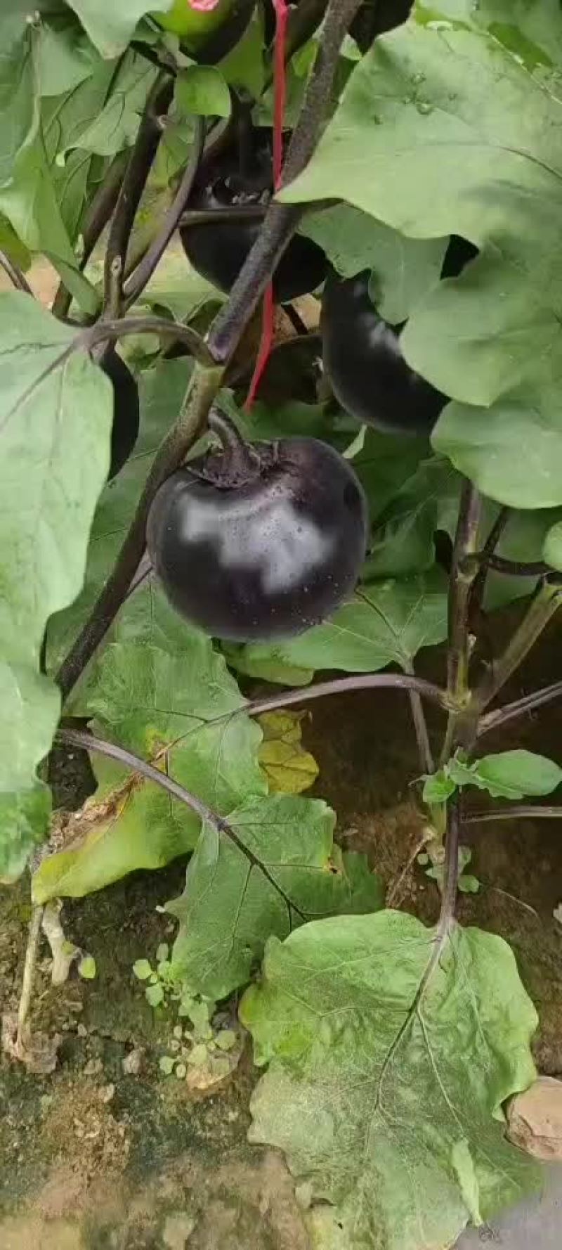 茄子