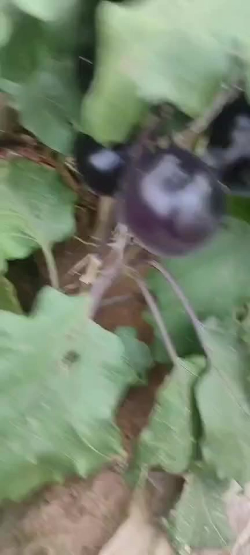 茄子