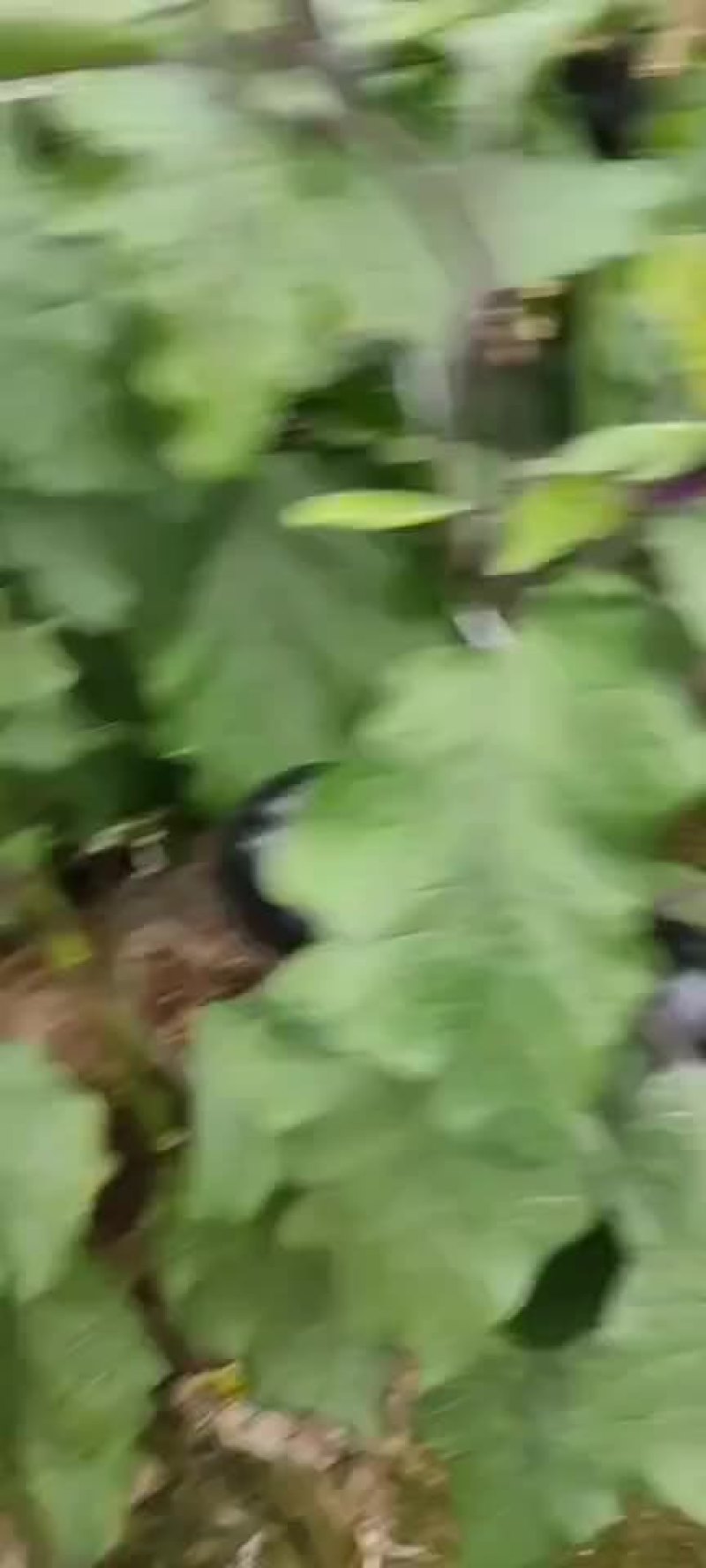 茄子