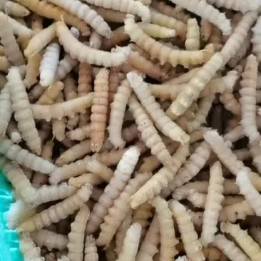 批发速冻豆虫豆丹下土豆虫今年新货质量保证
