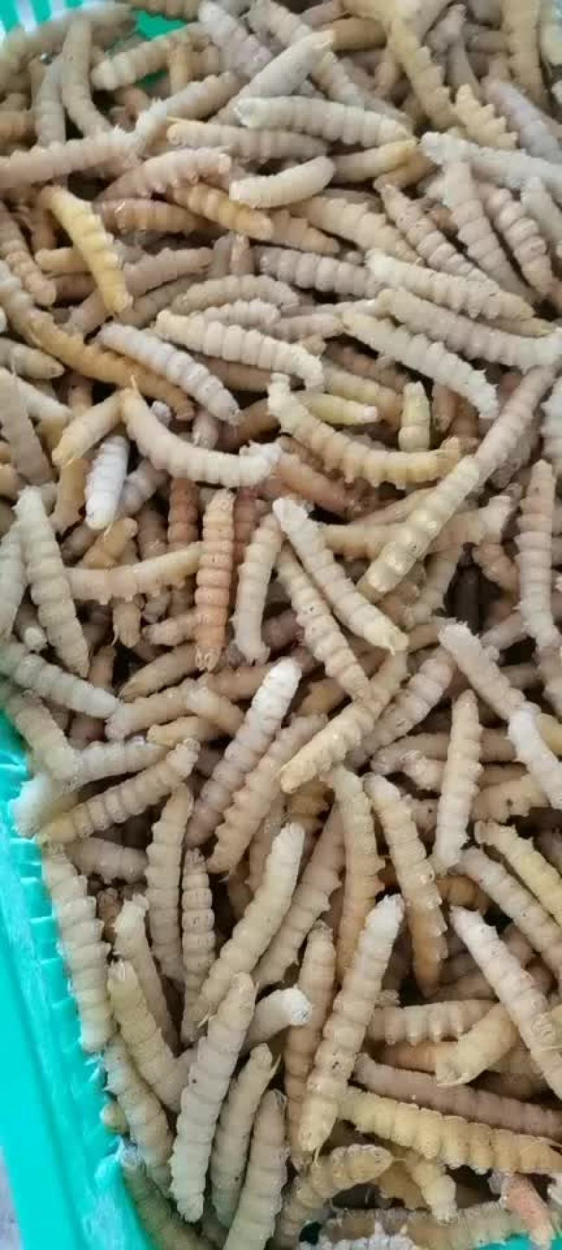 批发速冻豆虫豆丹下土豆虫今年新货质量保证