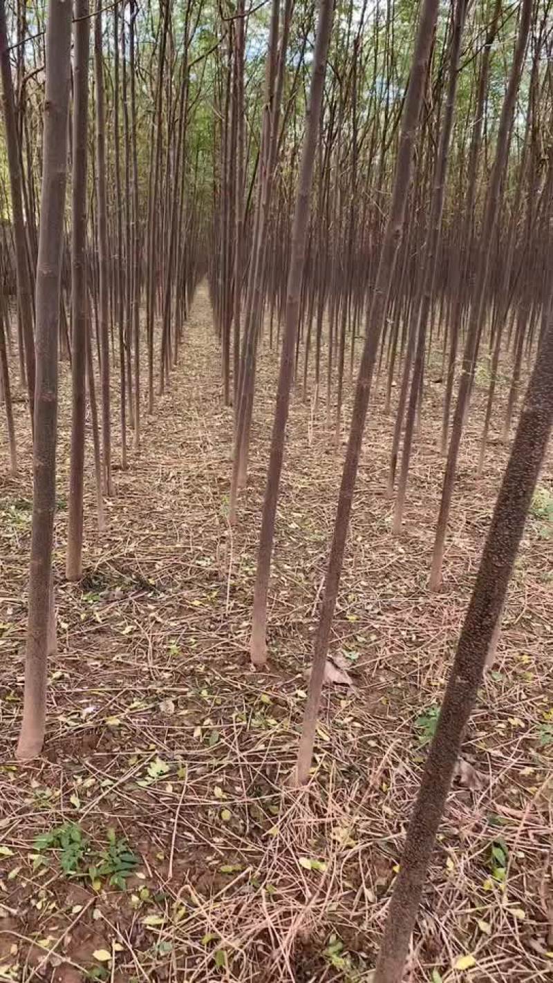 苦楝3至6公分.一手货源
