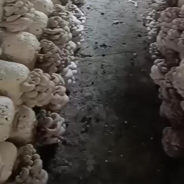 平菇