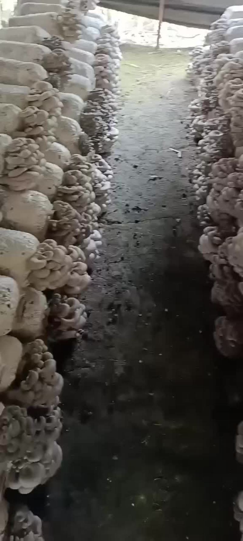 平菇