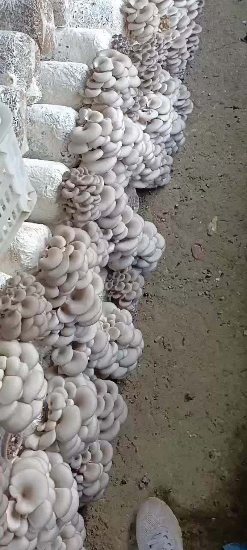 平菇