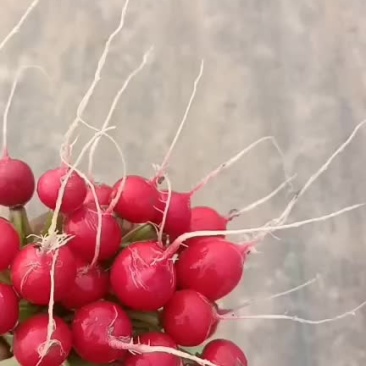 快菜和上海青和樱桃萝卜