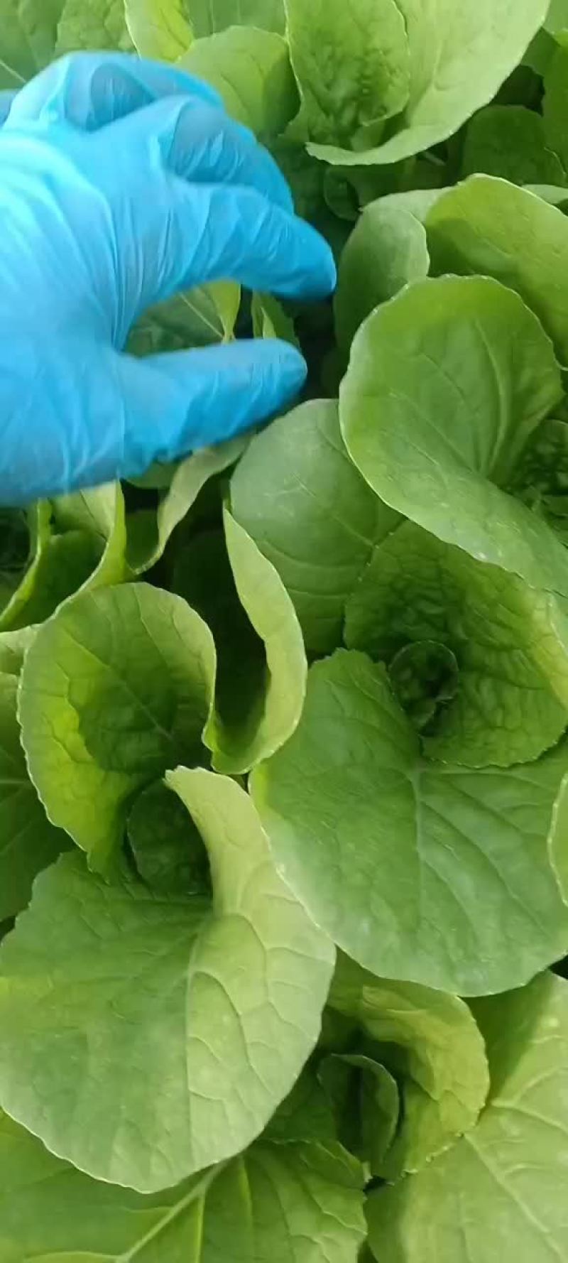 快菜和上海青和樱桃萝卜