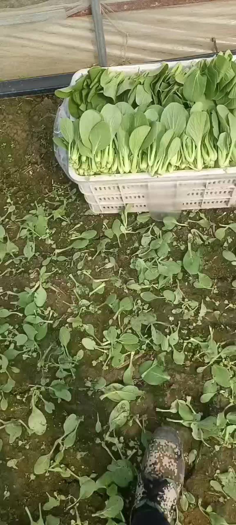 快菜和上海青和樱桃萝卜