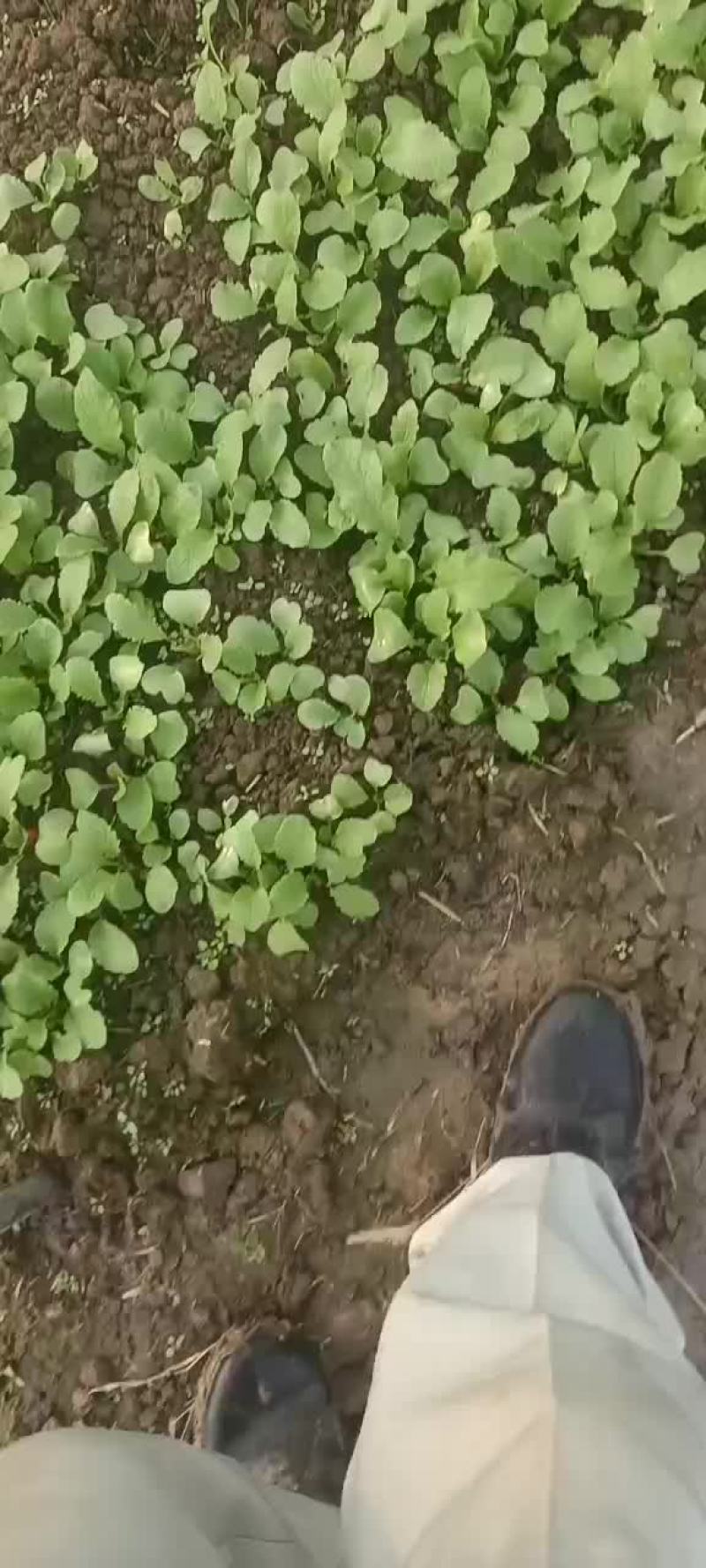 快菜和上海青和樱桃萝卜