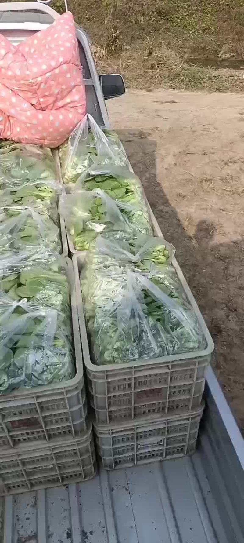 快菜和上海青和樱桃萝卜