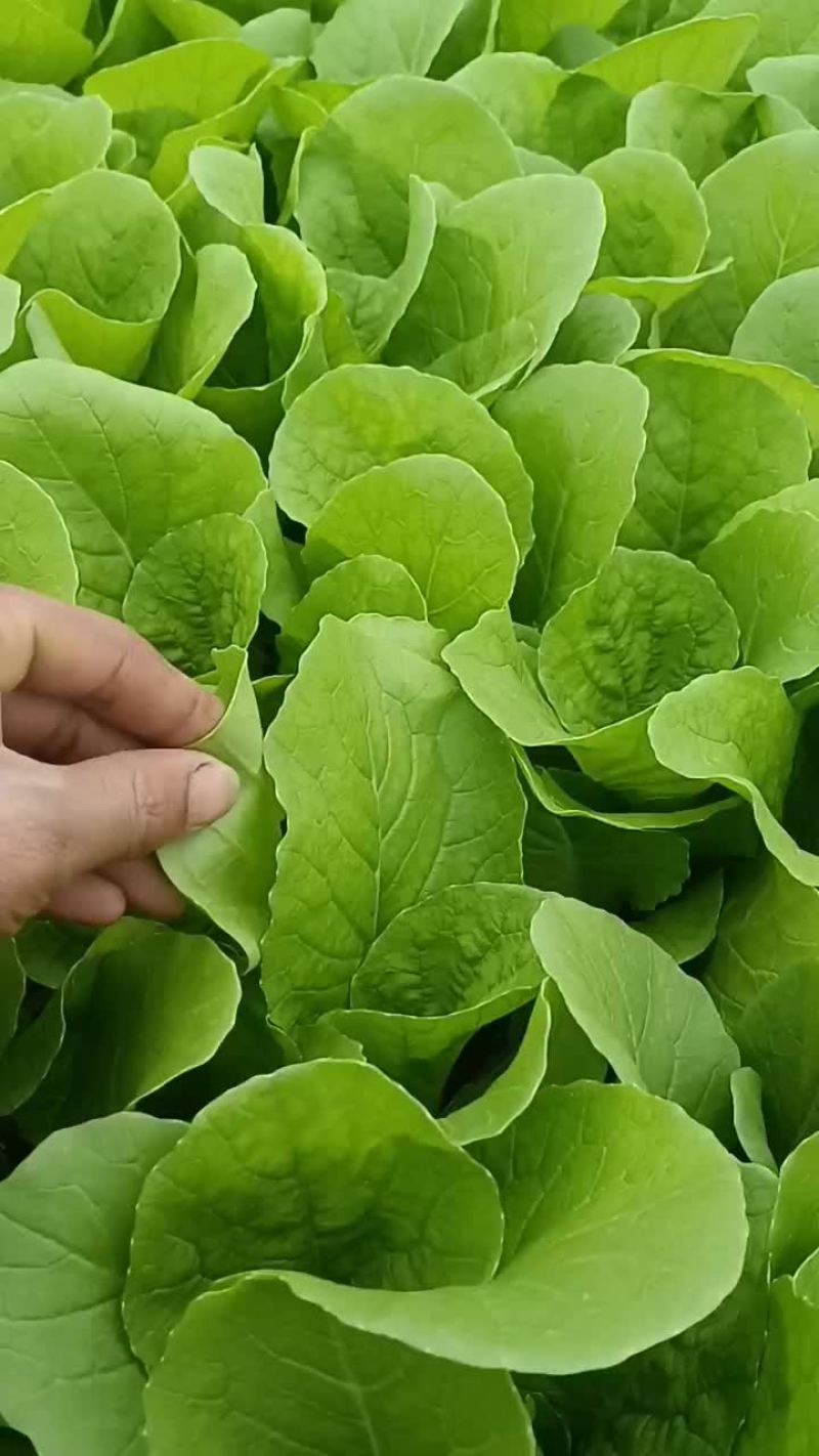 快菜和上海青和樱桃萝卜