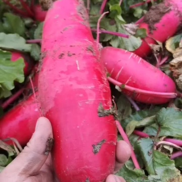 红皮萝卜